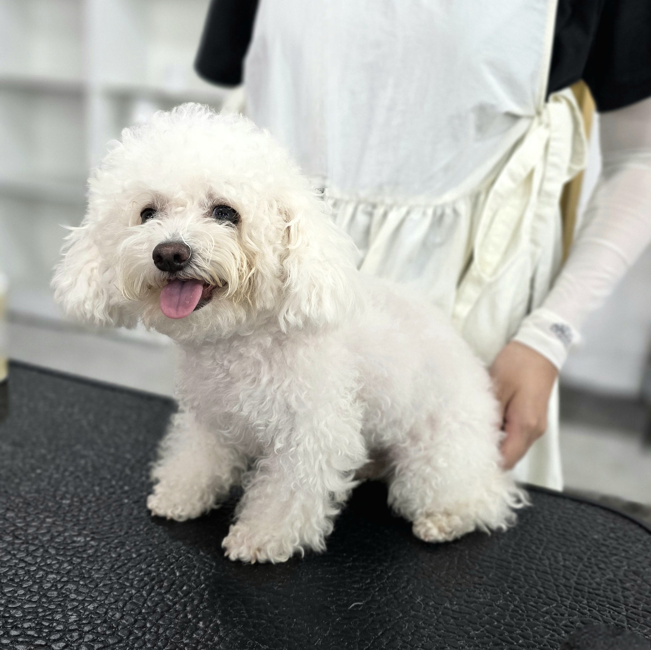 서면강아지미용국비