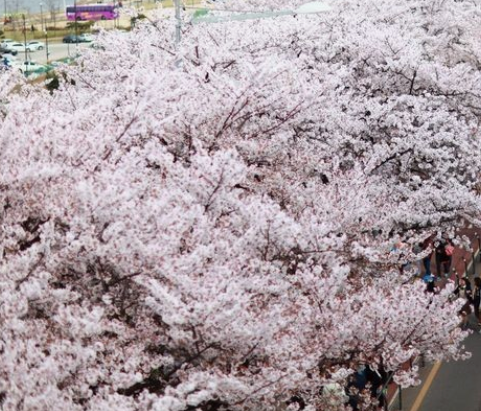여의도벚꽃축제