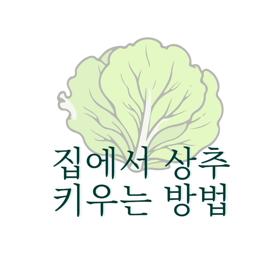집에서 상추 키우는 방법