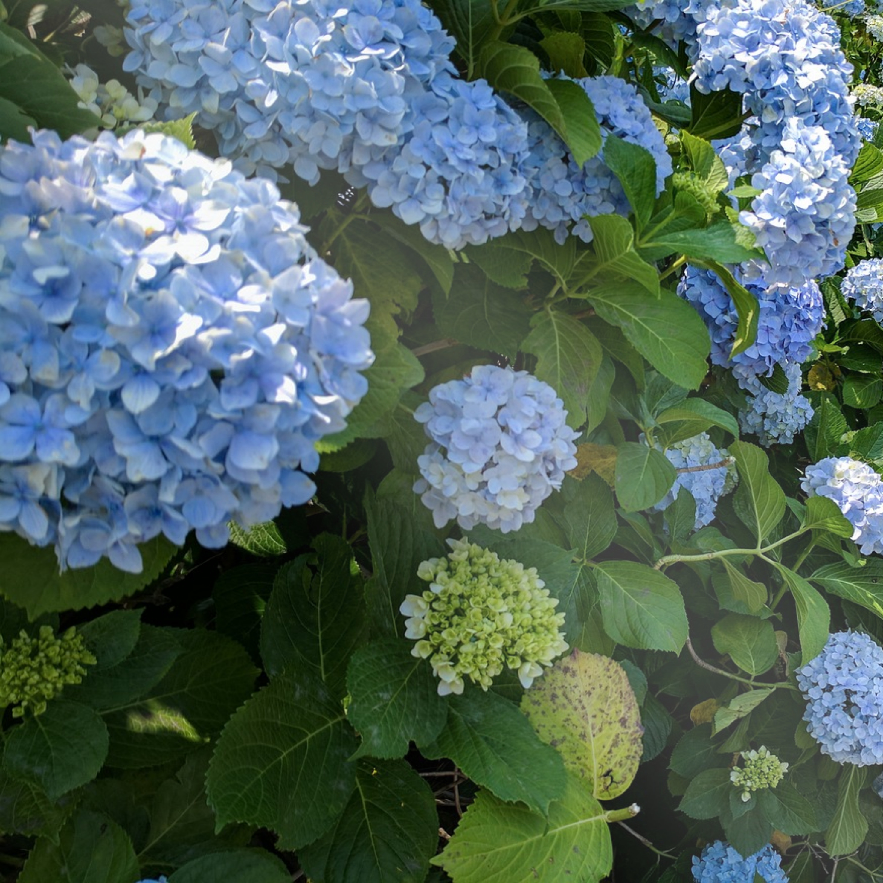 보름왓 토종 수국 꽃축제