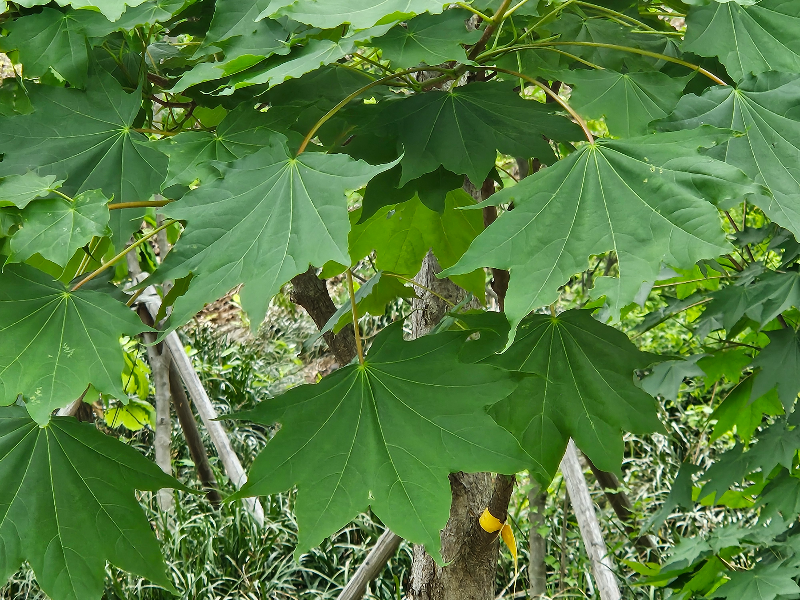 고로쇠나무 잎2