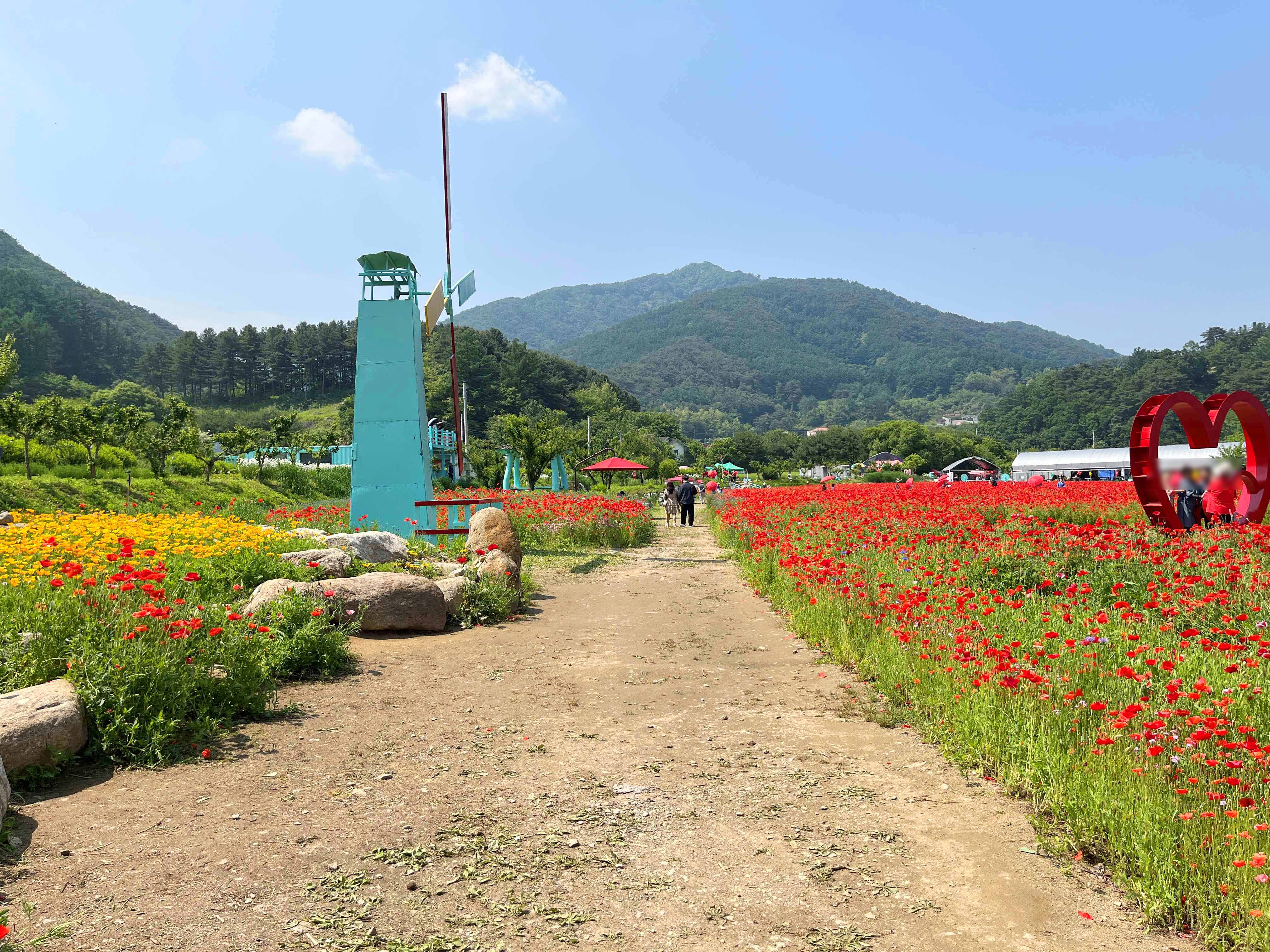 용수골 꽃양귀비 축제
