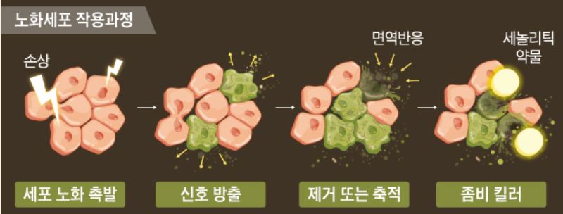 좀비세포 사진3