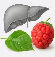 꾸지뽕 열매의 효능