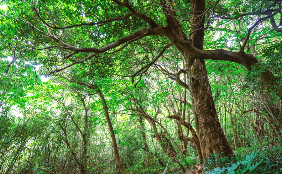 고흥 힐링파크 쑥섬쑥섬