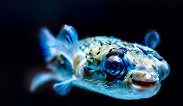 숨겨진 치명적 독성이들어있는 복어