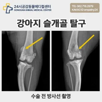 강아지 슬개골 탈구 수술 후유증_21