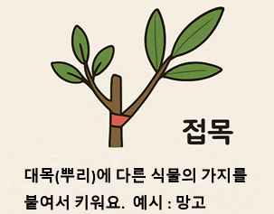 접목 번식