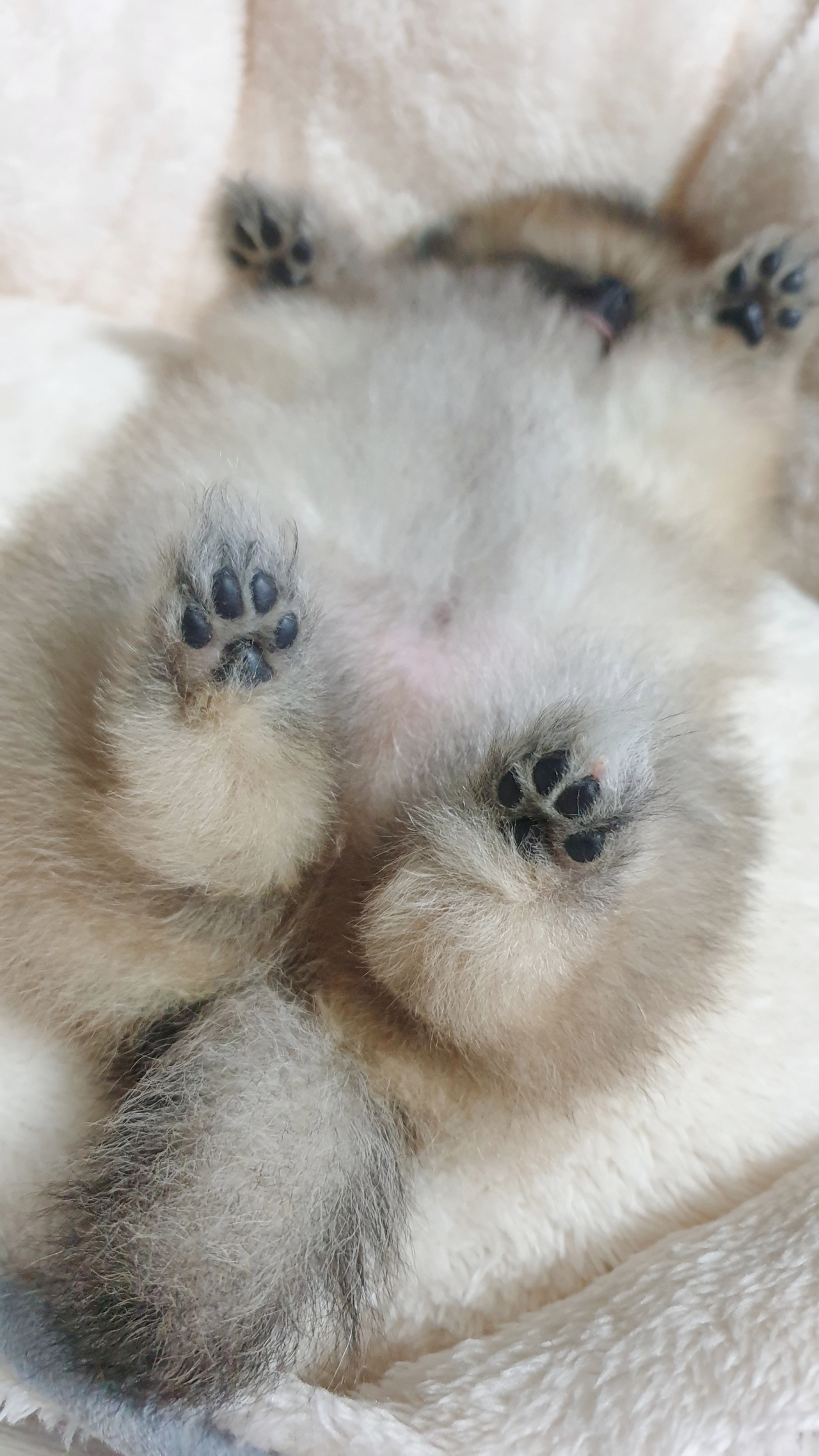잠자는 아기 강아지의 발바닥