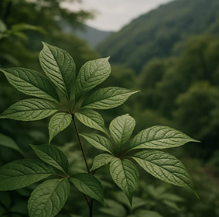 가시오갈피 나무 키우기&amp;#44; 씨앗 발아부터 수확까지 완벽 가이드
