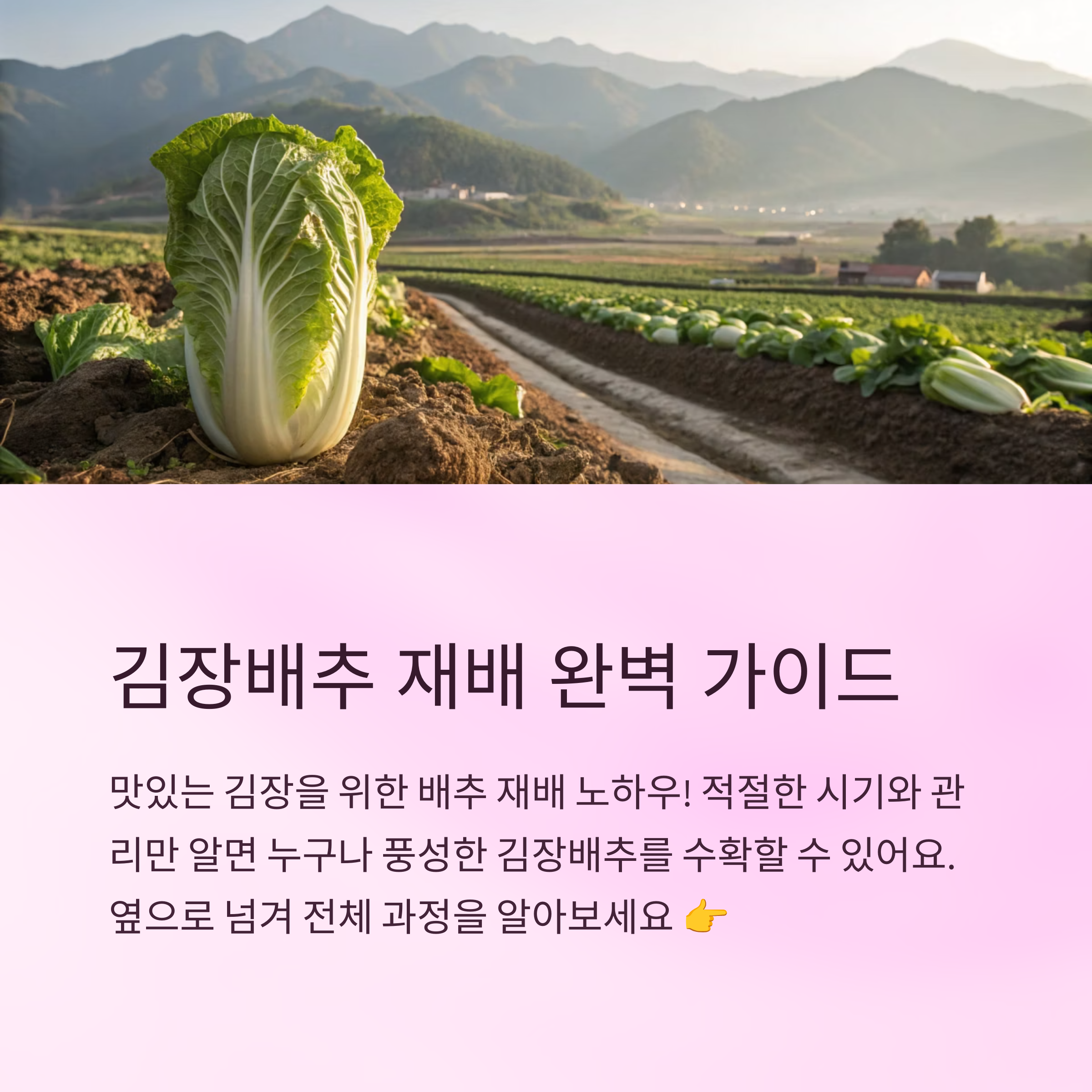 김장배추 심는시기와 재배 노하우 총정리