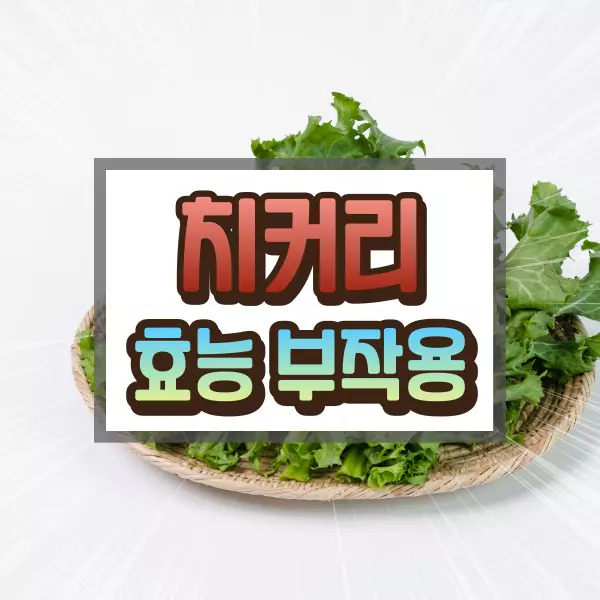 치커리 효능 부작용