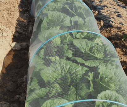 김장 배추 모종 심는 시기