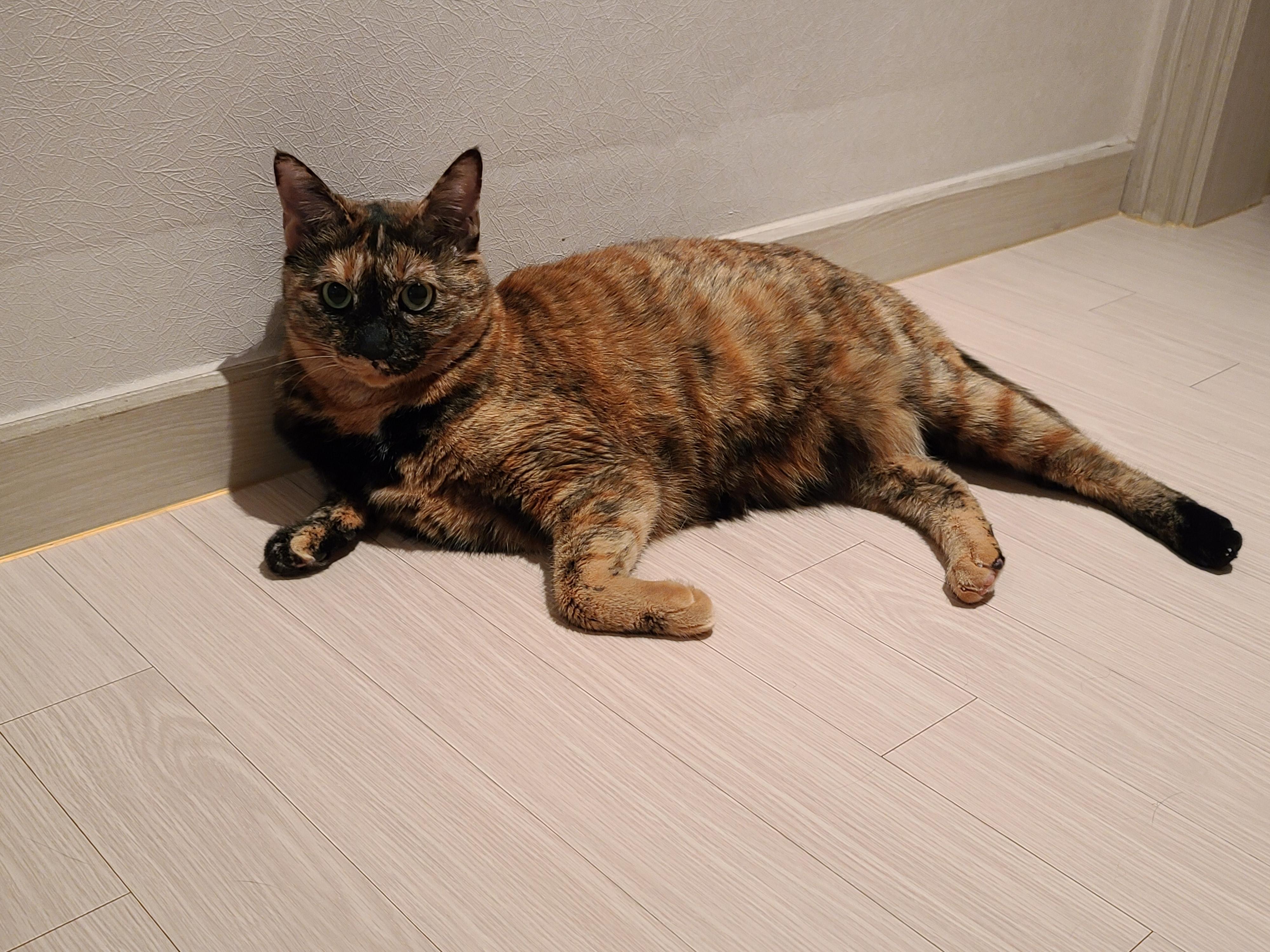 아비시니안파,치즈냥이파,삼색이파,중립파, 아홉냥이네의 관계도