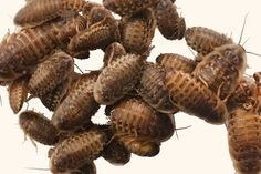 약-30마리의-갈색-번데기가-구물구물-거리는-모습