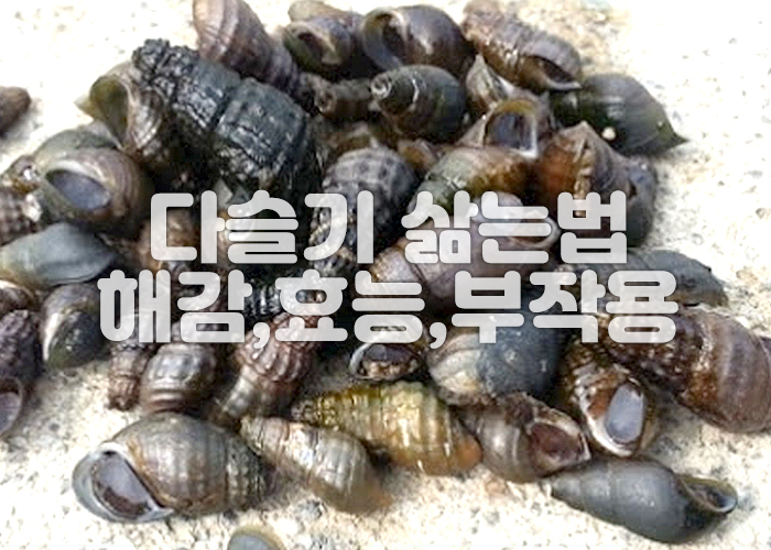 다슬기들이 모여있는 이미지