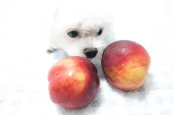 강아지 천도복숭아 먹어도 될까 안전한 급여 방법_18