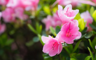 등산로에서 가장 흔한 야생 꽃 모음