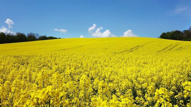 유채꽃밭