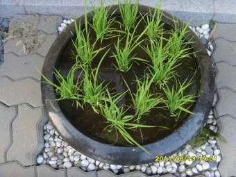 딜 재배 파종 간격 화분 키우기 잎과 씨앗 활용_7