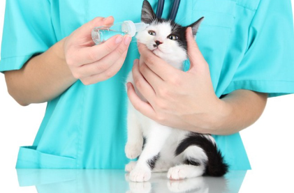 병원에서 점안되고 있는 고양이.