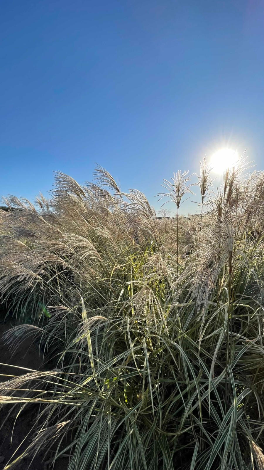 양주 나리농원 꽃 축제