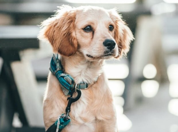 레트리버가 앞을 보고 있다.