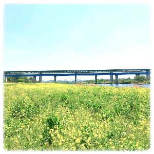 엄정 목계나루 유채꽃밭