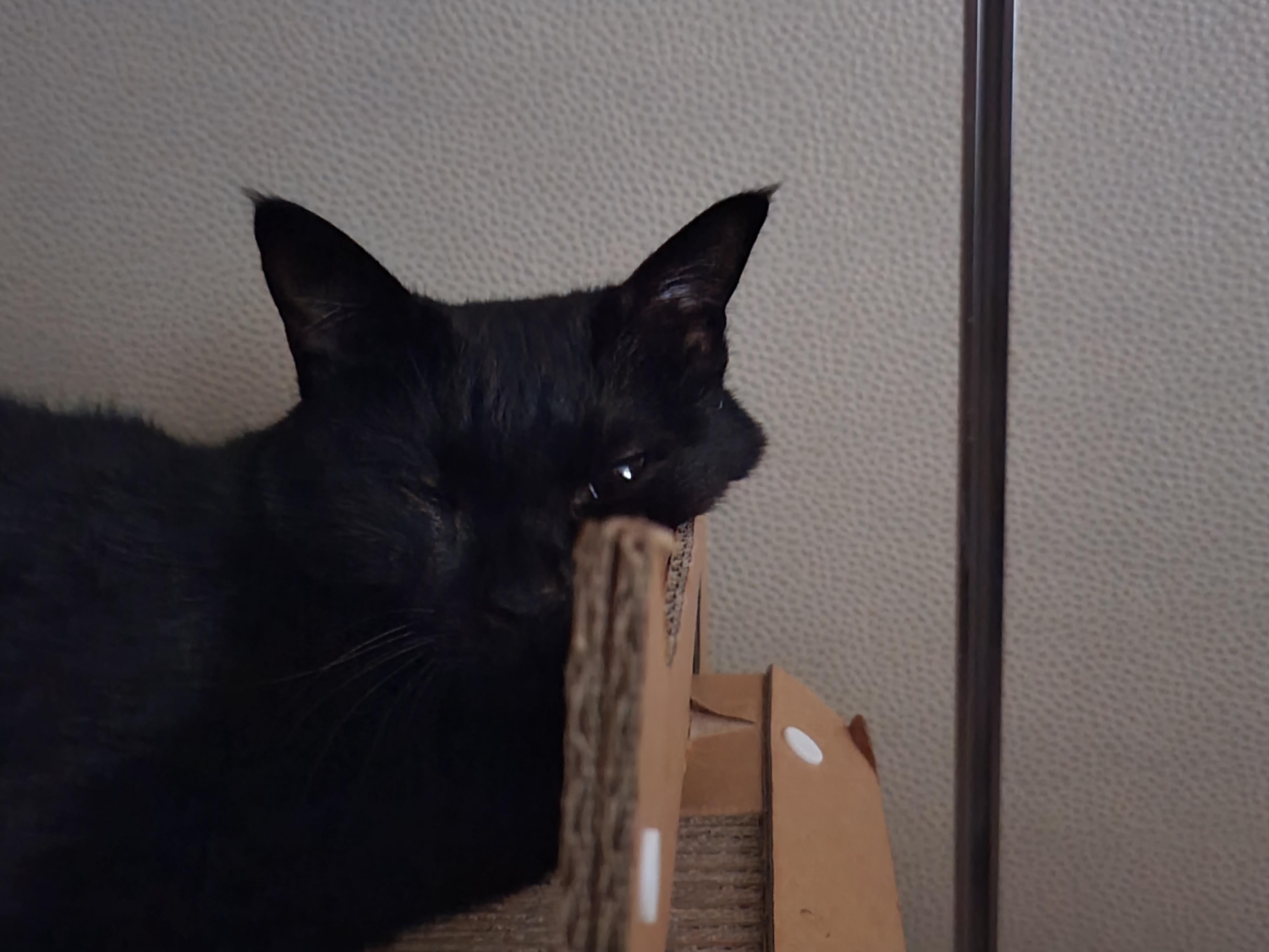 턱괴고 자는 편. 볼살 삐져나온 고양이. 스크래쳐 활용 잘 하는 고양이 건이.