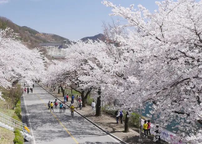충주댐(호) 벚꽃길 