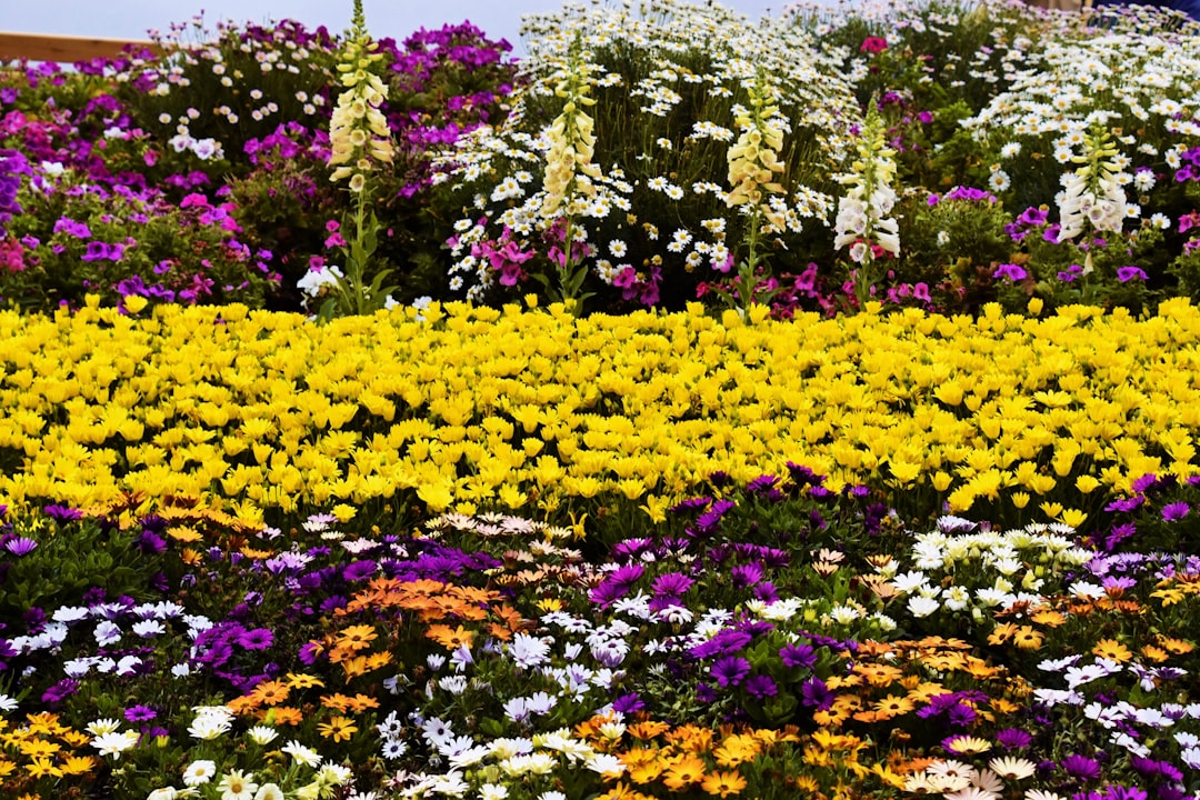 Flower Expo