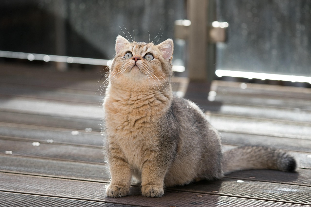 브리시티숏헤어 고양이