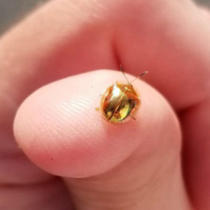 벌레 나오는 꿈