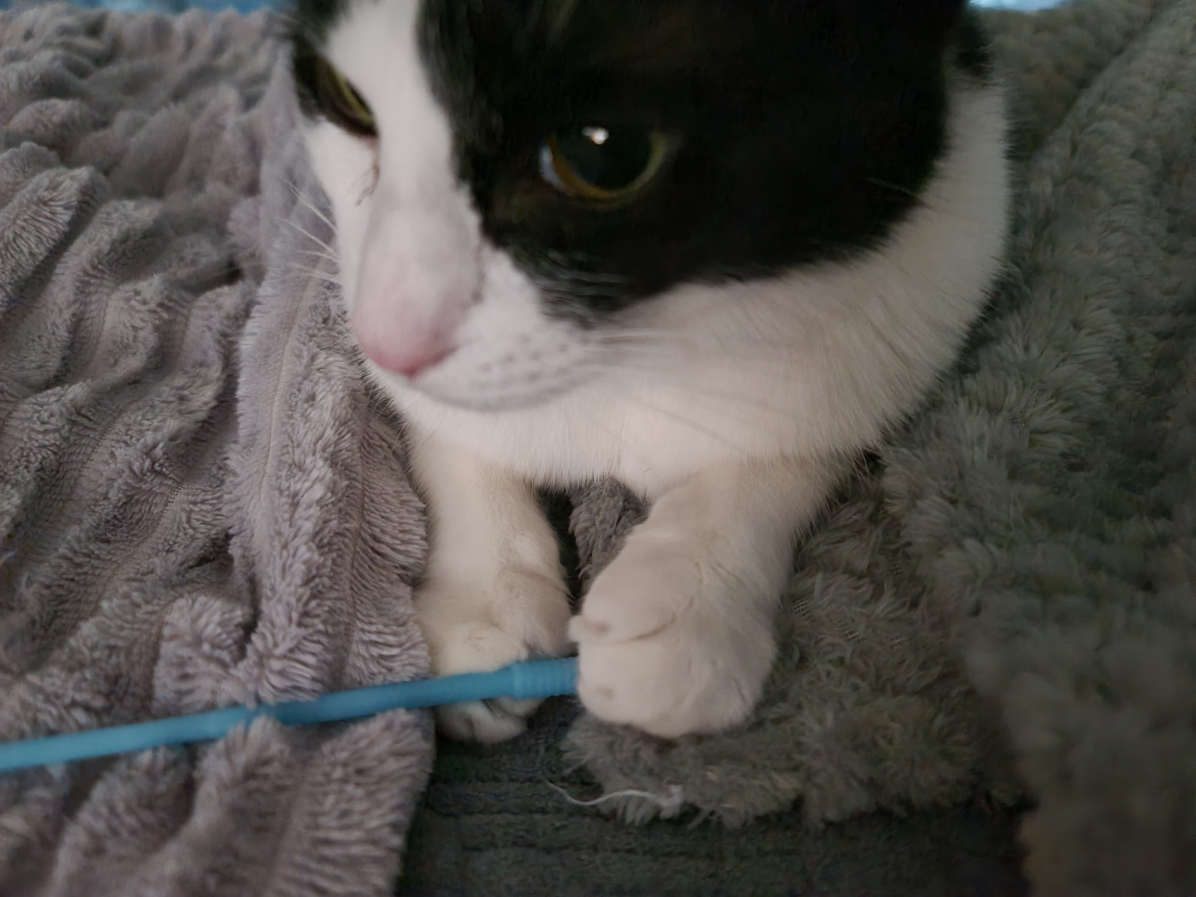 막대기를 너무 사랑하는 젖소냥이 두리(feat.호야)