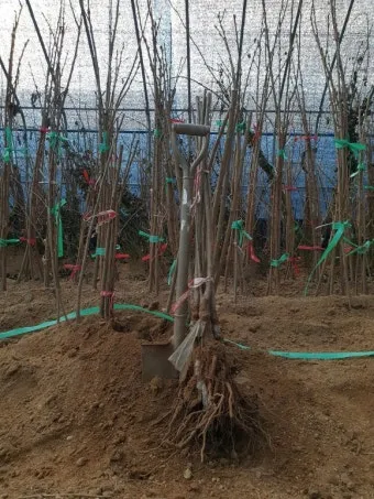 체리 재배 수분수 선택 전정 시기 열매 갈라짐 예방_14