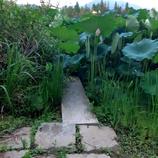 다리 위에 풀이 무성합니다.