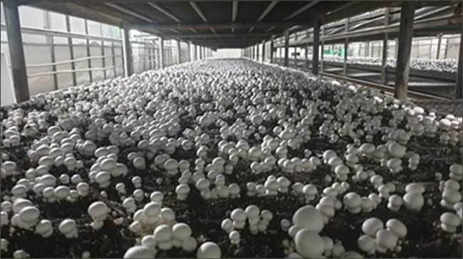 양송이버섯 재배 배지 준비 온도 습도 수확 정리_3