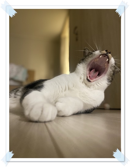 고양이-키우기-현실