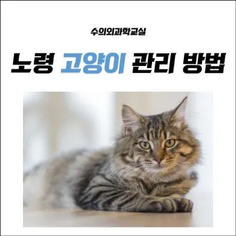 노령 고양이 필수 관리법 4가지 건강 지키기_29