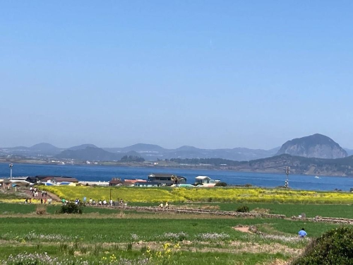 봄 인생사진 명소, 전국 청보리밭 BEST 3 추천