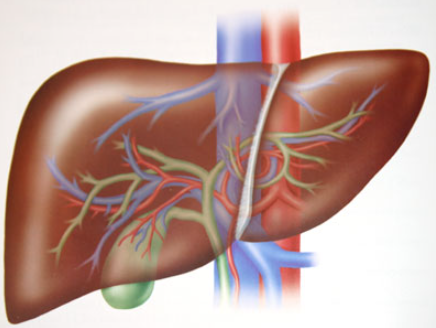 급성 독성간염의 모든 것