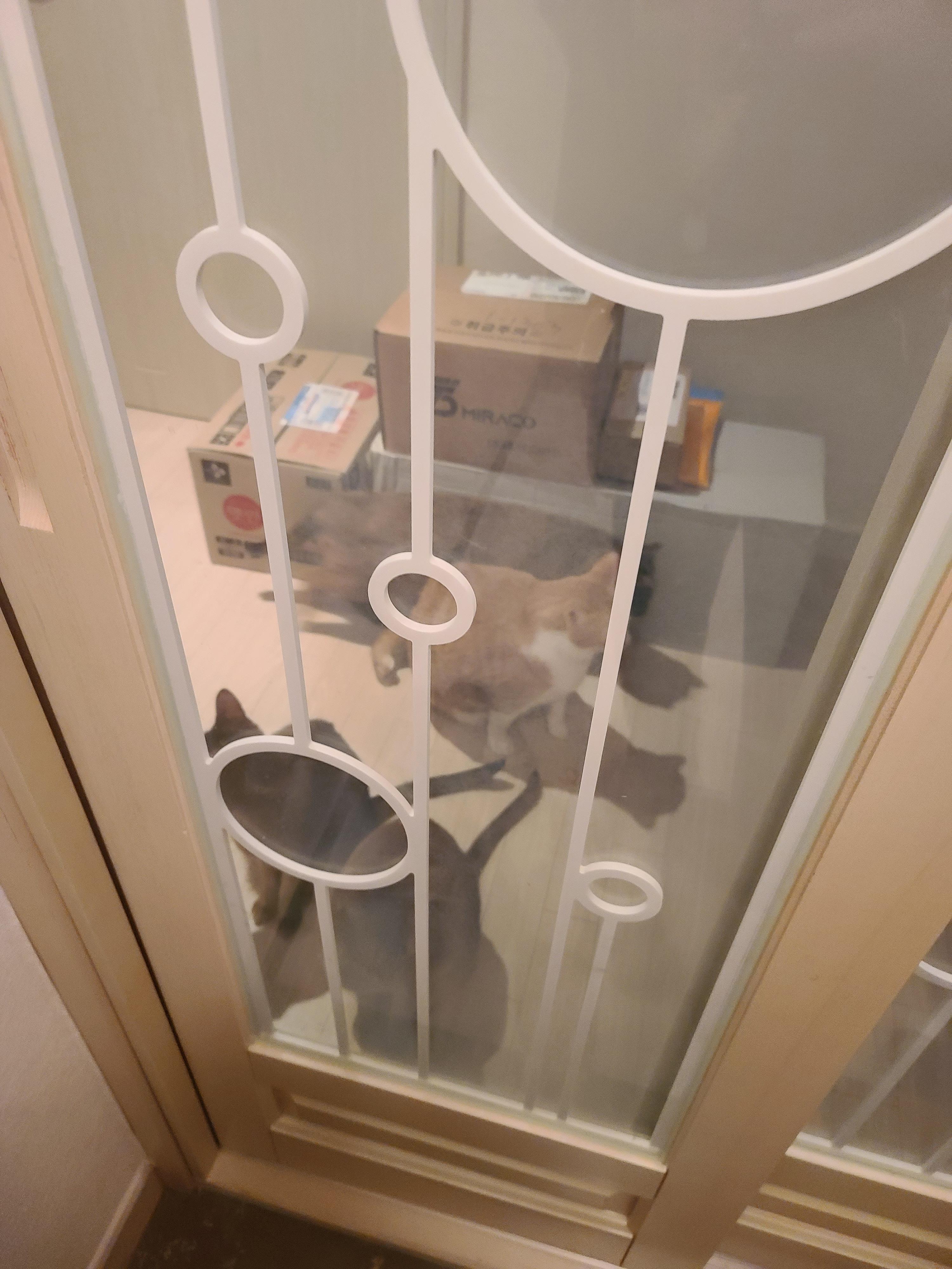 니들 웬일이야? 이맛에 피로풀리지 ㅋ 마중냥이들.