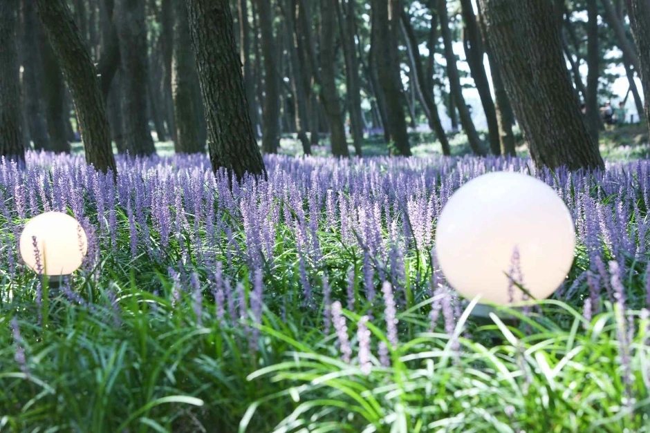 맥문동 축제 일정, 맥문동 꽃 피는 시기, 장항 송림자연휴양림