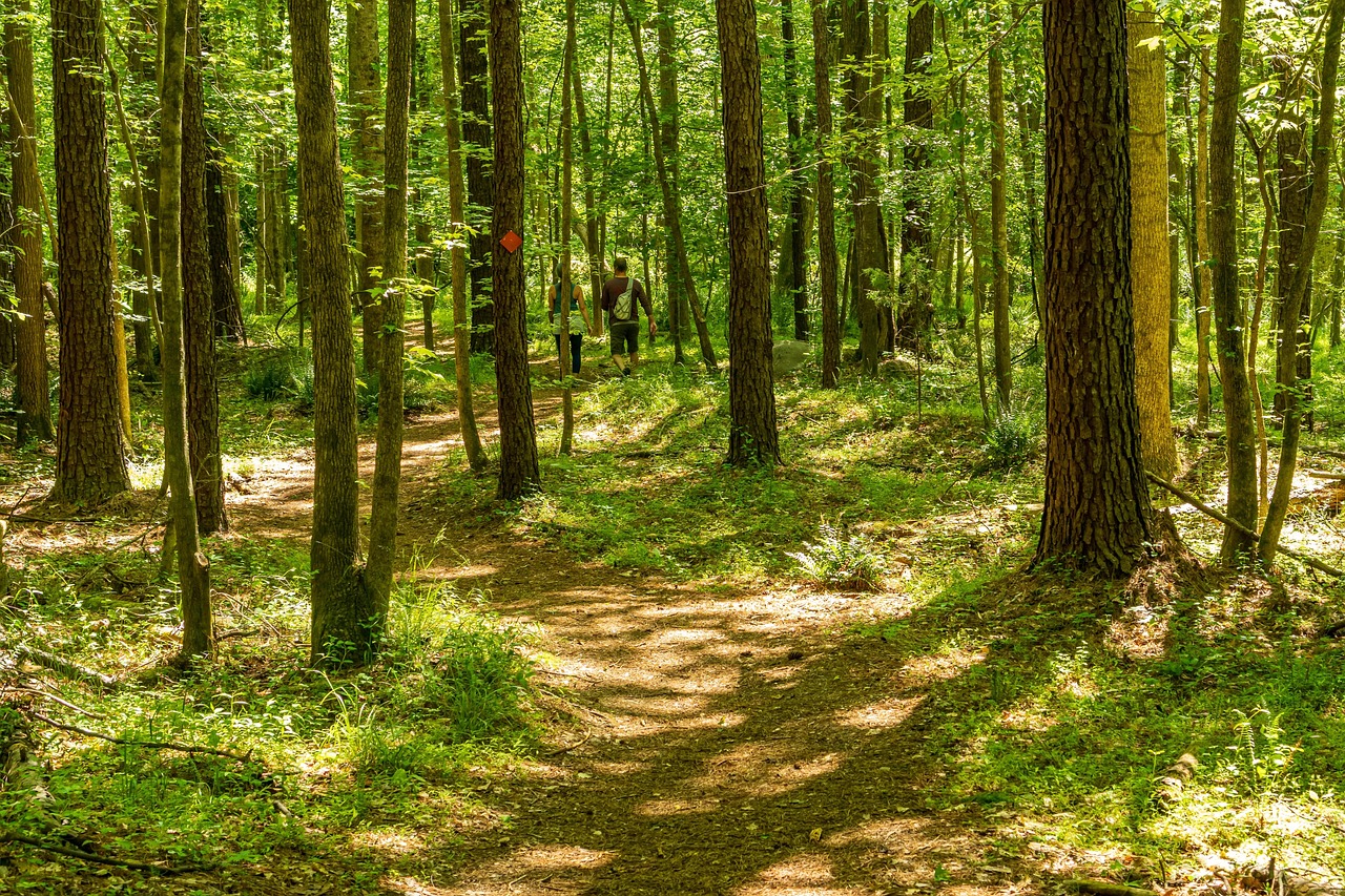 자연 속 하이킹 여행 관련 사진