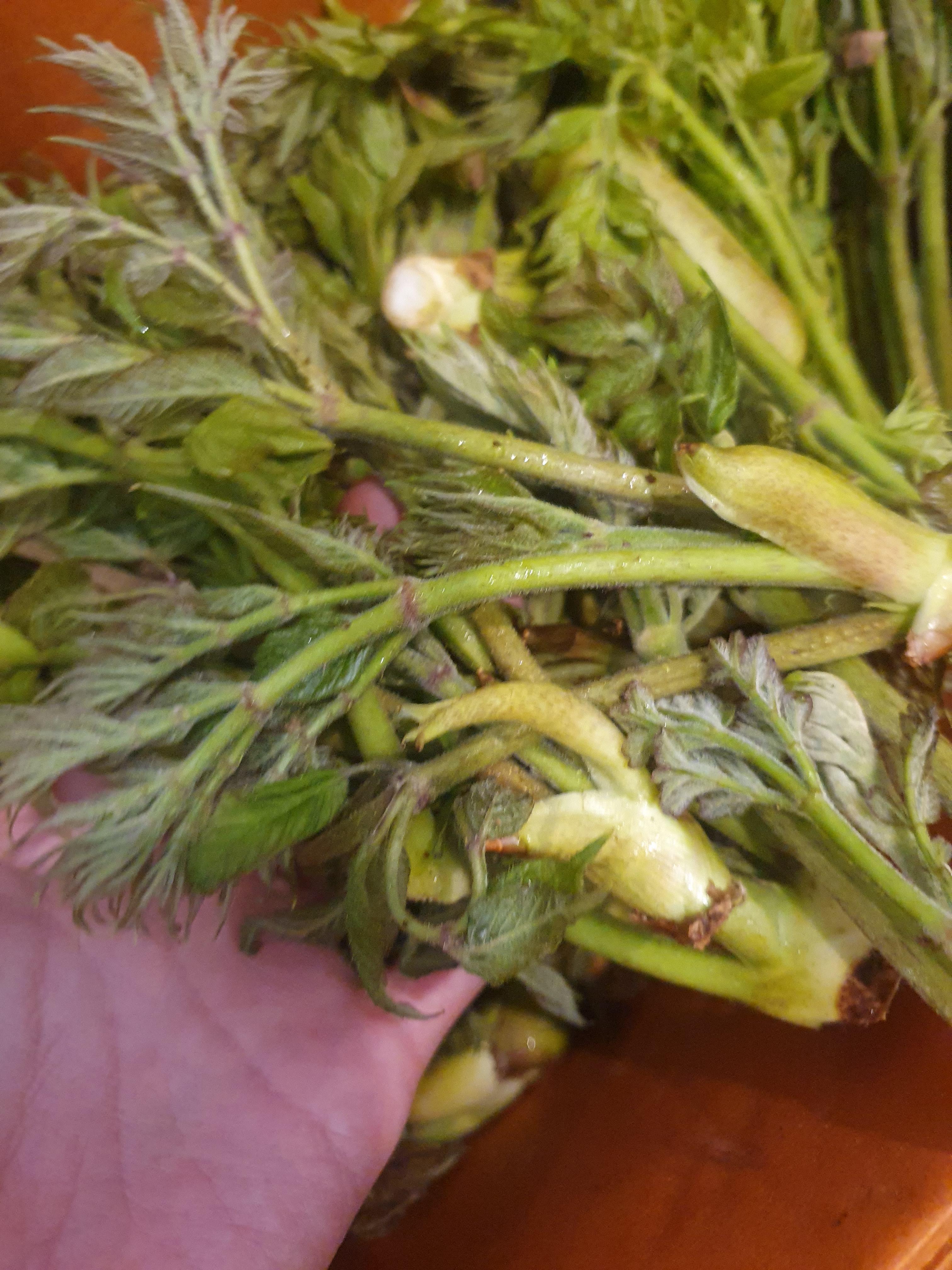 두릅 효능 가격 두릅 먹는 방법