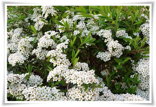 "설유화" 눈꽃보다 아름다운 꽃, 봄을 깨우는 순백의 기적!