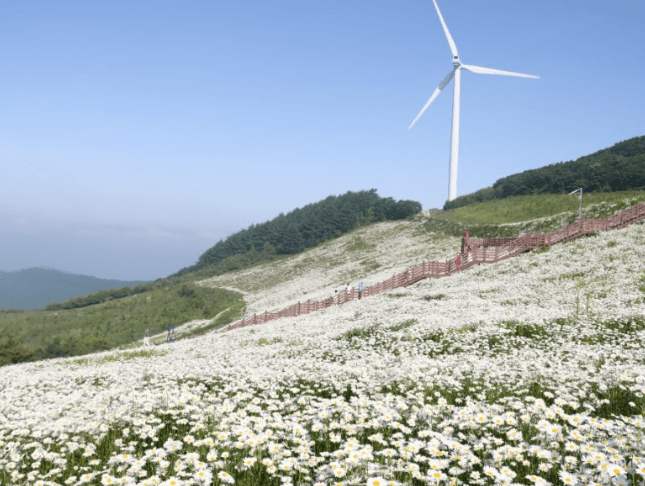청옥산육백마지기
