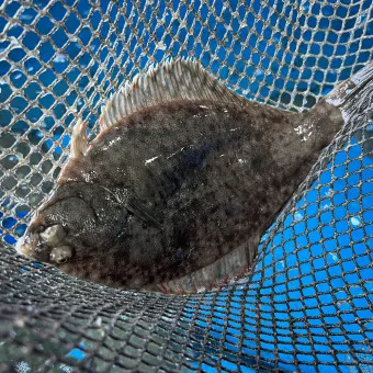 봄 도다리 제철 효능 레시피_11