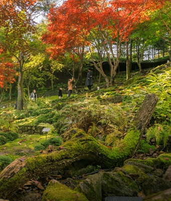 화담숲 벚꽃 모노레일