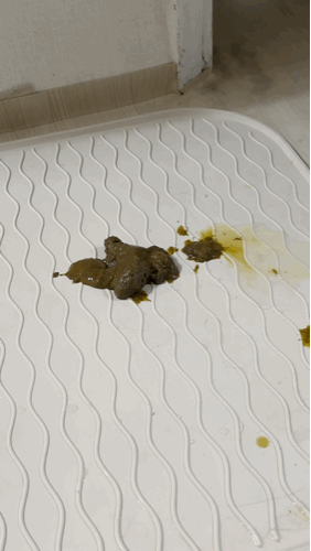 반려동물 식이섬유 파이보 강아지 설사할 때 먹이는 보조제 FIBOR